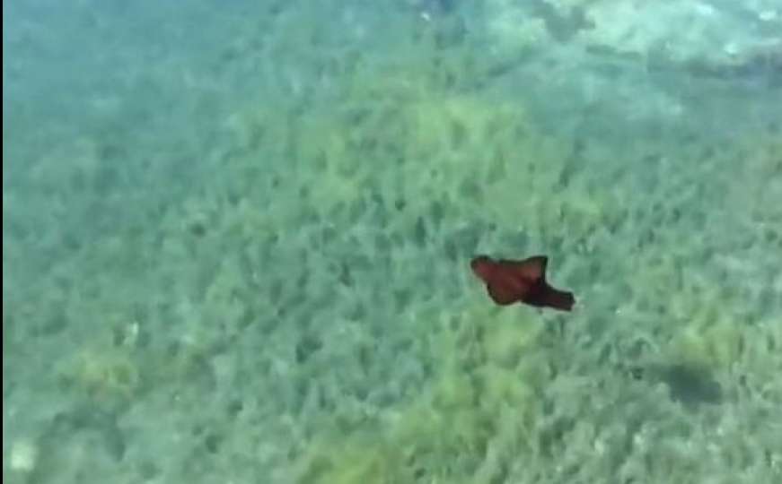 U Jadranskom moru snimljena životinja koju mnogi od nas nikad nisu vidjeli