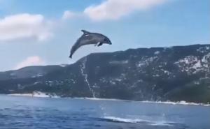 Pravi spektakl na Jadranu: Delfini igrom oduševili mještane Korčule