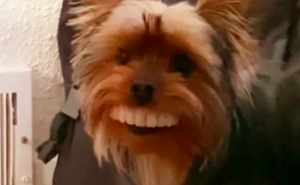 Hit video: Šta se desi kada pas vlasniku ukrade zube 