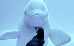 Dok ljudi borave kući, cvjetaju nova životinjska prijateljstva: Pogledajte