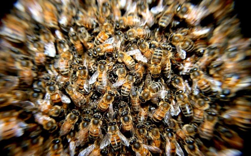 Virus pogodio i pčele: "Imamo hrpe uginulih..."