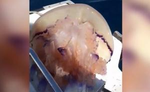 Nevjerovatan prizor na Jadranu: Naletio na meduzu od 20 kilograma