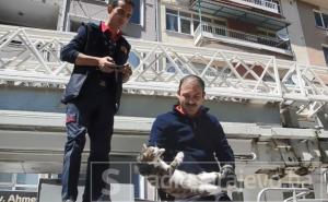 Pogledajte akciju vatrogasca koji su spasili mačku sa balkona