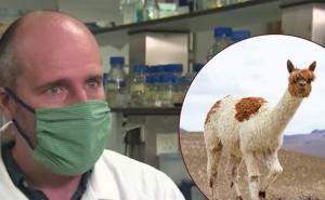 Belgijski naučnici: Krv ljame može postati lijek za koronavirus
