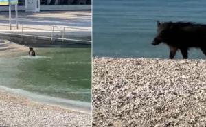 Vepar iskoristio koronakrizu: Uživa na pustoj plaži u Baškoj Vodi