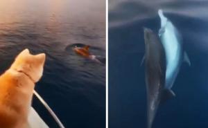 Zadivljujuća scena: Čovjek, pas i igra delfina kod Drvenika Velikog