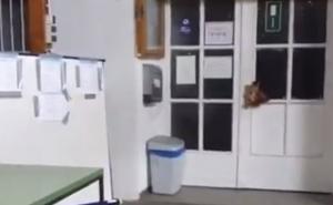 Njemačka: Nepoznate osobe na džamijskim vratima ostavili svinjsku glavu