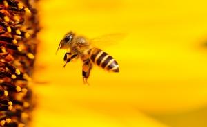 Svjetski dan pčela - Koliko smo zaista svjesni njihovog značaja?