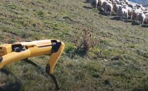 Eksperiment: Pas robot čuvao stado ovaca