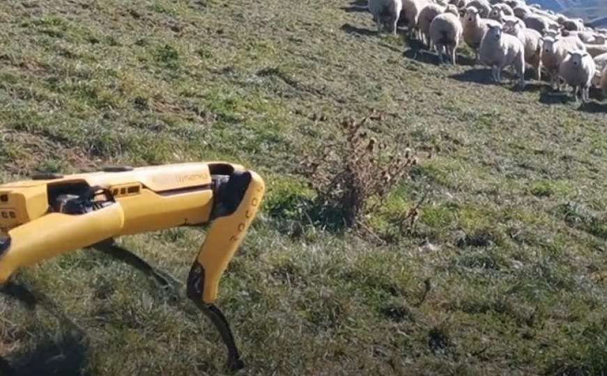 Eksperiment: Pas robot čuvao stado ovaca