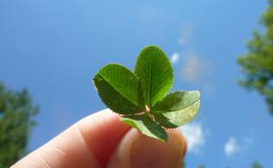 Ona baš ima sreće: Našla čak 658 djetelina s četiri lista