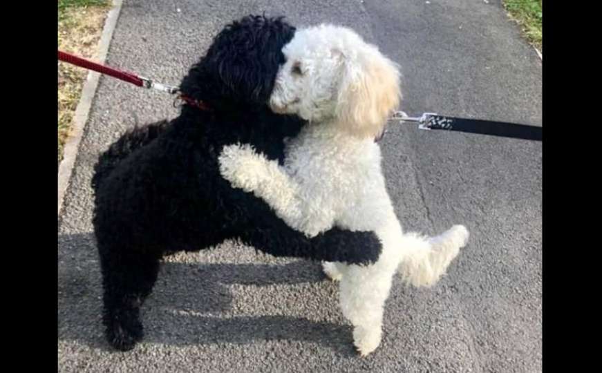 Gdje si, brate: Dirljiv trenutak susreta dva psa koja su iz istog legla