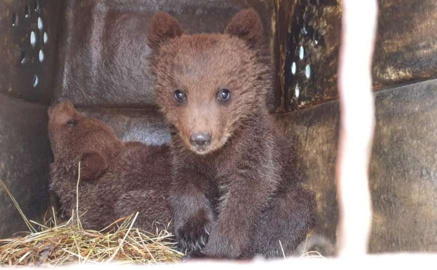 Tuzla: Medvjedići stigli u svoj novi dom