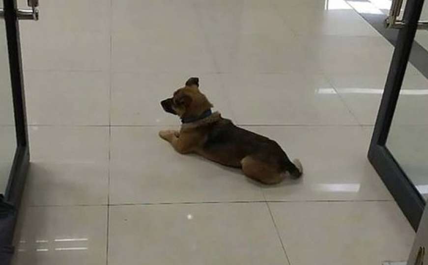 Tuga: Pas tri mjeseca u bolnici čekao vlasnika koji je umro od koronavirusa