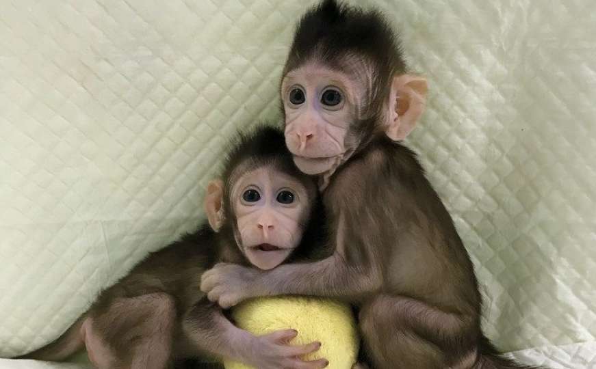 Majmuni oteli uzorke krvi zaraženih koronom