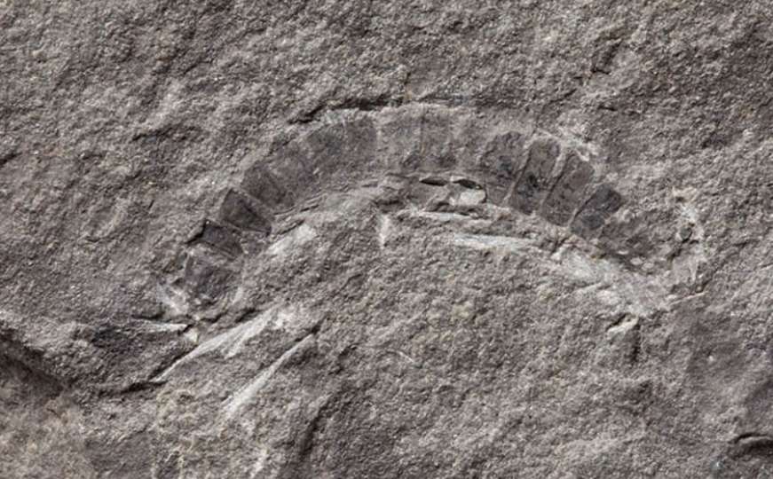Otkriće: Pronađen fosil najstarije kopnene životinje