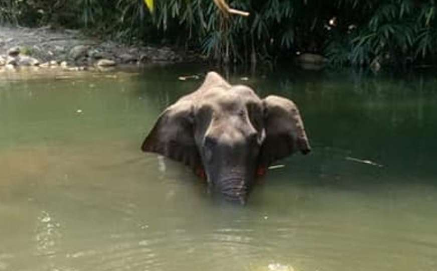 Stravičan zločin u Indiji: Trudnoj slonici podmetnuli voće s petardom
