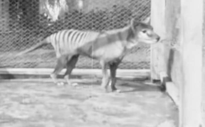 "Novi" snimak Benjamina, posljednjeg tasmanovog tigra koji je ikada viđen