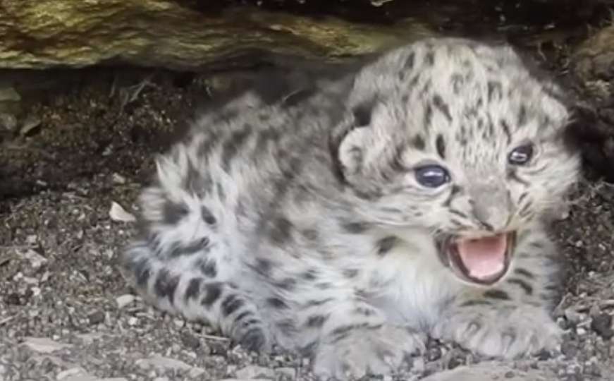 Mladunci stari 10-ak dana: Kamera snimila rijedak prizor snježnih leoparda