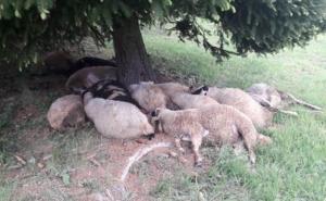 Grom prepolovio stado ovaca: Nesretnom stočaru je ovo jedini izvor prihoda