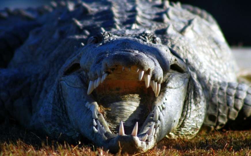 Španija u panici: Policija u rijeci traga za - nilskim krokodilom
