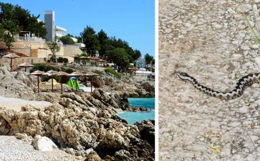 Najotrovnija zmija u Europi pojavila se na omiljenom ljetovalištu u Hrvatskoj