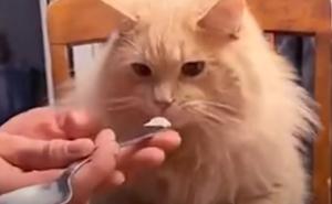Urnebesan snimak koji je obišao svijet: Šta se desi kada maca proba sladoled