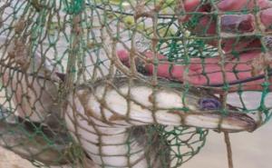 Nevjerovatan ulov u Buškom jezeru: Ribari tvrde da je ovo čudovište iz Neretve!