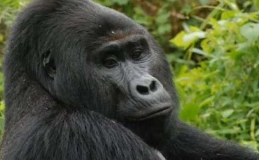 Zastrašujući zločin: Ubijen Rafiki, jedna od najpoznatijih planinskih gorila