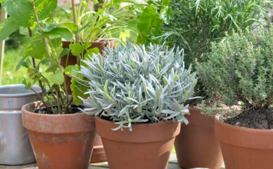 Posadite biljke koje će otjerati komarce iz vrta ili balkona