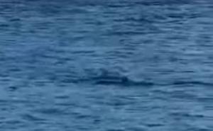 Nevjerovatan prizor sa Brača: Snimljen morski pas u Jadranskom moru