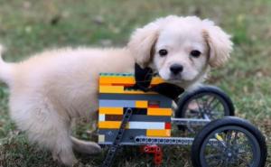 Dječak psu bez nogu od lego kockica napravio kolica za hodanje