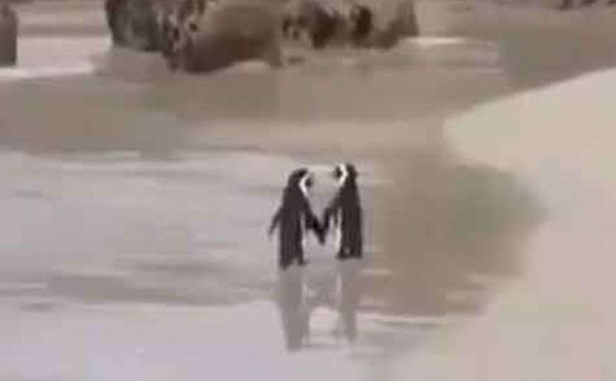 Ovako izgleda prava ljubav: Romantični par pingvina raznježit će vam srce
