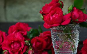 Zanimljive tajne darivanja: Koje cvijeće pokloniti, kakvo značenje nosi