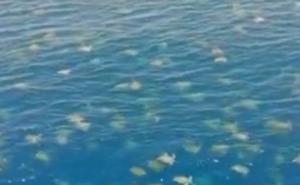 Nevjerovatan snimak 64.000 kornjača na jednom mjestu