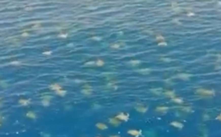 Nevjerovatan snimak 64.000 kornjača na jednom mjestu