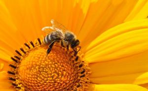 Francuska zabranila svih pet pesticida povezanih sa izumiranjem pčela