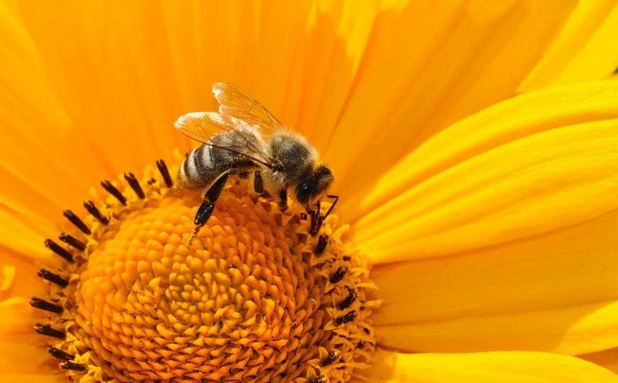 Francuska zabranila svih pet pesticida povezanih sa izumiranjem pčela
