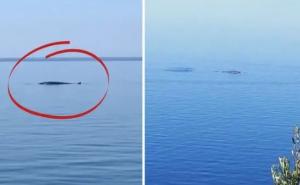 Čudesni prizori: Kit iznenadio plivače kod Orebića, 200 metara od plaže