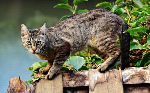 Mačka ujela ženu pa umrla, pronašli virus koji nije trebala imati