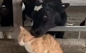 Kada krave dočepaju macu da je – izljube
