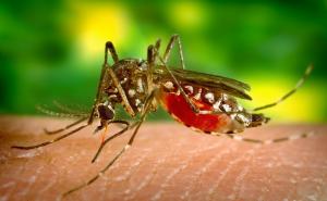 Kako se jednostavno riješiti komaraca i muha: Trebaju vam samo dva sastojka