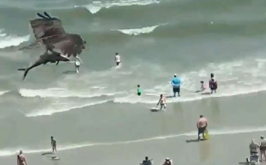 Ljudi na plaži gledali u čudu šta ogromna ptica nosi u kandžama! 