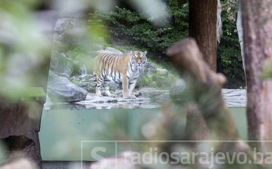 Cirih: Tigrica pred posjetiocima usmrtila radnicu u zoološkom vrtu