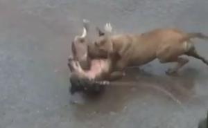 Jezive scene u Sarajevu: Pit bull rastrgao manjeg psa, građani u šoku