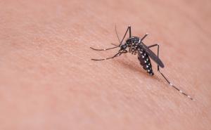 Nekoliko savjeta kako da se borite sa komarcima