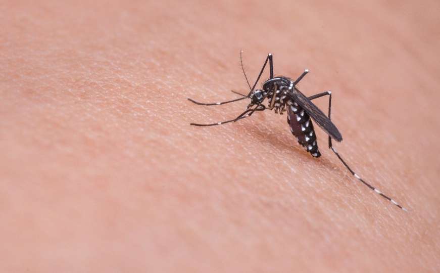Nekoliko savjeta kako da se borite sa komarcima
