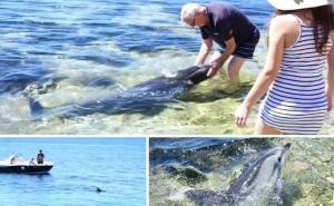 Prelijep video s Jadrana: Kada delfin dođe u plićak i hoće da se mazi...
