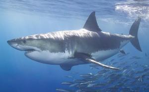 Druga žrtva u sedam dana: Morski pas iskasapio dječaka