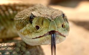 Savjeti kako efikasno otjerati zmije iz blizine vaše kuće ili dvorišta